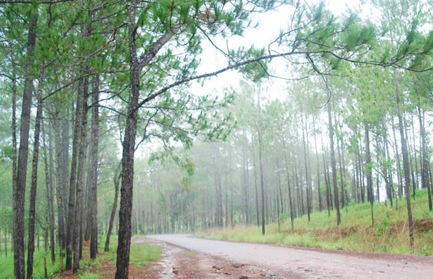 Full-day Private Kirirom National Park and Chambok Village Tour from Phnom Penh